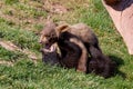 Playing Baby Bears Royalty Free Stock Photo