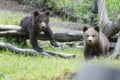 Brown baby bear cub siblings in a green meadow Royalty Free Stock Photo