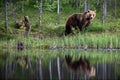 Brown baby bears with mom near the river in Finland