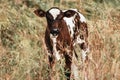 Brown baby cow