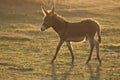 Brown Baby donkey running on the sunset meadow