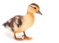 Brown baby duck Royalty Free Stock Photo