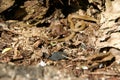 Baby garter snake