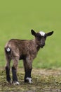 Brown baby goat