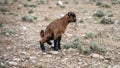 Brown baby goat cub peeing on lawn