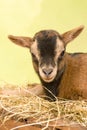 Brown baby goat face Royalty Free Stock Photo