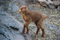 Brown baby goat walking and climbing up rocks