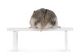 Baby hamster on white background Royalty Free Stock Photo