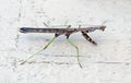 Brown Baby Praying Mantis with Green Legs