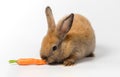 Brown baby rabbit eating carrot on white background Royalty Free Stock Photo