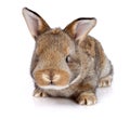 Brown baby rabbit