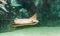 Brown back and wings of swimming Cownose ray Royalty Free Stock Photo