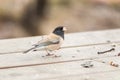 Brown-backed dark-eyed junco sparrow, Junco hyemalis, aka Oregon junco