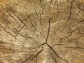 Brown background large circular piece of wood cross section with tree ring texture pattern and cracks. Backdrop detailed organic n Royalty Free Stock Photo