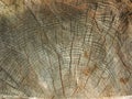 Brown background large circular piece of wood cross section with tree ring texture pattern and cracks. Backdrop detailed organic n Royalty Free Stock Photo