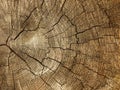 Brown background large circular piece of wood cross section with tree ring texture pattern and cracks. Backdrop detailed organic n Royalty Free Stock Photo