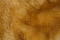 Brown texture of natural fur on a piece of fur coat Royalty Free Stock Photo