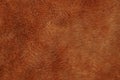 Brown texture of natural fur on a piece of fur coat Royalty Free Stock Photo