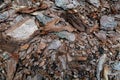 Brown background of pieces of wood bark and wood chips