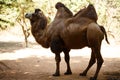 Brown bactrian camel at the nature