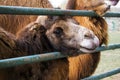 Brown Bactrian camel stuck his head through the fence and watching with sadness in his eyes