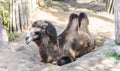 Brown bactrian camel with two hunches sitting down and resting in the sand