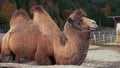 Brown Bactrian camel