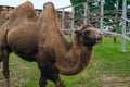 Brown bactrian camel in a wooden animal pen