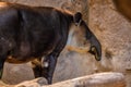 A brown Baird Tapir in Tucson, Arizona Royalty Free Stock Photo
