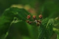 Brown balls with antennas green shady plants