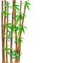 Brown bamboo