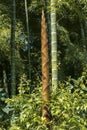 Brown bamboo shoot beside a green bamboo in sunshine, forest in background, Colombia