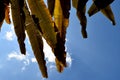 Brown Banana leaf backlit sunlight and sky Royalty Free Stock Photo