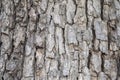 Brown of bark for background and artwork. Royalty Free Stock Photo