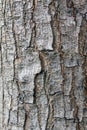 Brown bark background Royalty Free Stock Photo