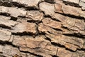 Brown bark of an old large tree Royalty Free Stock Photo