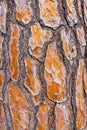 Brown bark of pine tree Royalty Free Stock Photo