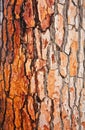 Brown bark of pine tree Royalty Free Stock Photo