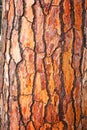 Brown bark of pine tree Royalty Free Stock Photo