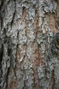 Bark close up of Pinus strobus