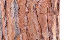 Brown bark of a tree. Ideal for use as a natural background, texture Royalty Free Stock Photo