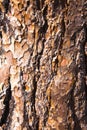 Brown bark Royalty Free Stock Photo