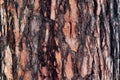 The brown bark on the trunk of pine. Royalty Free Stock Photo