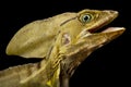 Brown Basilisk (Basiliscus vittatus) Royalty Free Stock Photo