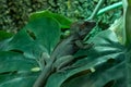 A brown basilisk Basiliscus vittatus or the common or striped basilisk lizard on a large leaf in the rainforest Royalty Free Stock Photo