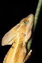 Brown basilisk, Basiliscus vittatus Tortuguero, Costa Rica