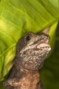 BROWN BASILISK LIZARD basiliscus vittatus, ADULT CRYING Royalty Free Stock Photo