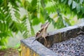 Brown Basilisk Lizard Royalty Free Stock Photo