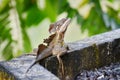 Brown Basilisk Lizard Royalty Free Stock Photo