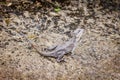 Brown basilisk lizard Royalty Free Stock Photo